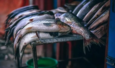 Qanunsuz balıq ovlayanlar saxlanılıb