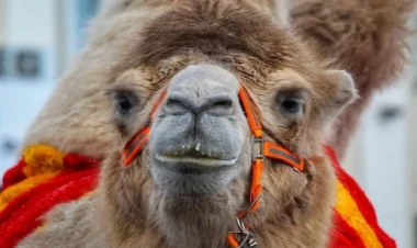 Səudiyyə Ərəbistanında dəvə festivalı keçiriləcək