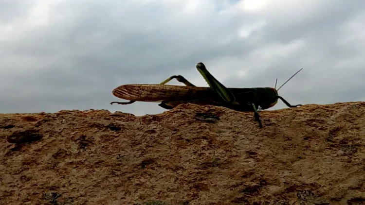 Bakı yenidən çəyirtkə hücumu ilə üz-üzə: Xəzərin sahilinə gəlib çatdılar
