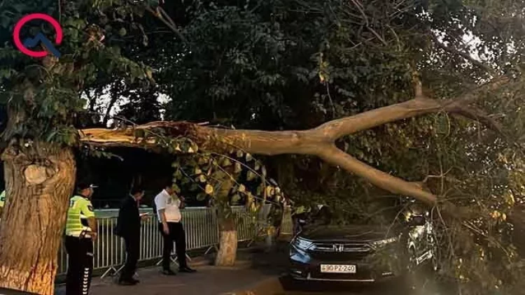 Bakıda ağac maşının üstünə aşdı, yolda hərəkət dayandı - FOTO