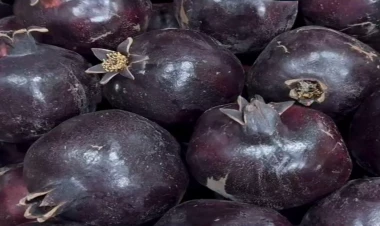 Göyçaydakı “qara nar” hər kəsi təəccübləndirdi