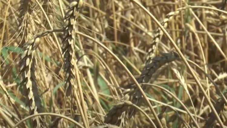 Taxılın qiyməti UCUZLAŞIB... - Fermerlər qorxu içində... - VİDEO