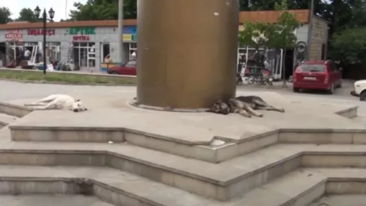 Bu parkda insanların əvəzinə heyvanlar dincəlir... - VİDEO