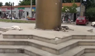 Bu parkda insanların əvəzinə heyvanlar dincəlir... - VİDEO