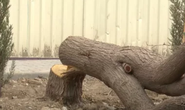 Baş Prokurorluq ağaclara qənim kəsilən MTK-lara cəriməni qəpiyinə qədər ödətdirir - VİDEO