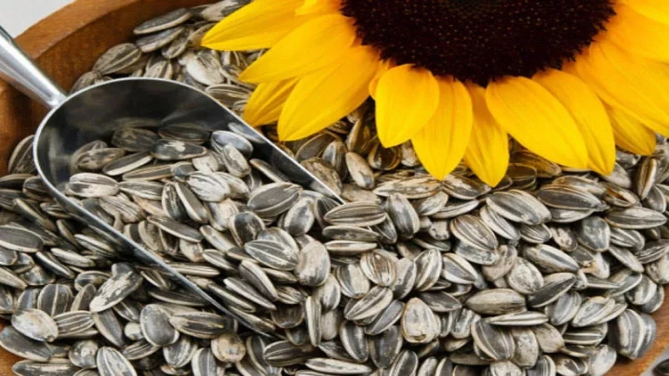 Rusiyadan gətirilən günəbaxan tumu zay çıxdı