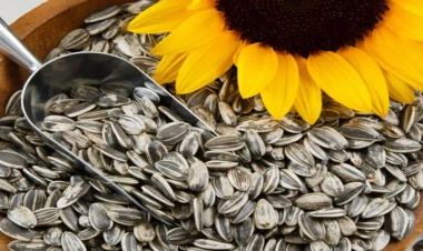 Rusiyadan gətirilən günəbaxan tumu zay çıxdı