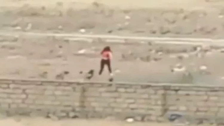 Masazırda küçə itləri qıza hücum etdi - VİDEO