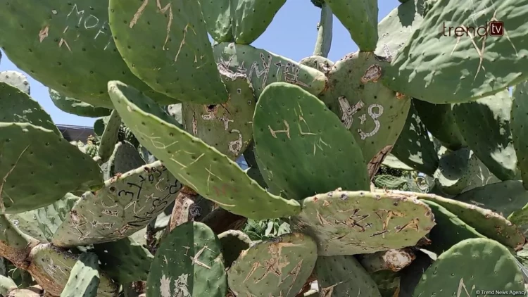 Paytaxt sakinləri bulvarda kaktuslara zərər vurulmasına kəskin etiraz edirlər - VİDEOREPORTAJ