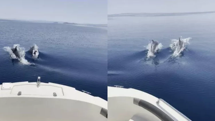 Delfinlərin körfəzdə yarışması - FOTO