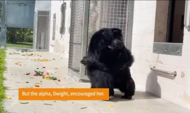 İlk dəfə səmanı görən şimpanzenin reaksiyası - VİDEO