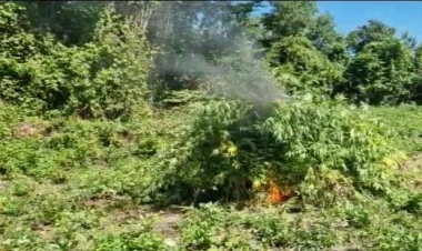 Laçında 842 kq çətənə bitkisi məhv edilib