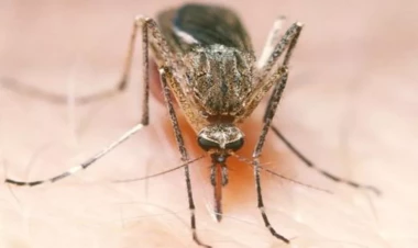 Ağcaqanadlar ən çox bu qan qrupuna malik insanlara hücum edir