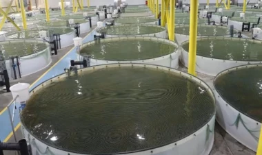 Köhnə təsərrüfatlar dirçələcək?