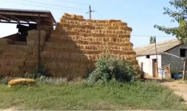 Ağsuda BƏDBƏXT HADİSƏ - 53 yaşlı kişi ot yığarkən...