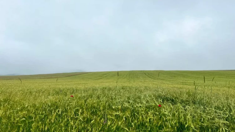 Aqrar Sığorta Fondu təsərrüfatlara dəymiş zərəri müəyyənləşdirir