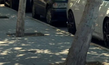 Bakıda ağacları mazutla qurudan KİMLƏRDİR? - VİDEO