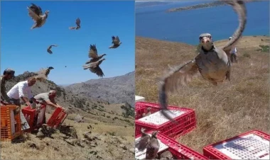 Möhtəşəm görüntülər: Eyni anda 1000 kəklik təbiətə buraxıldı - VİDEO