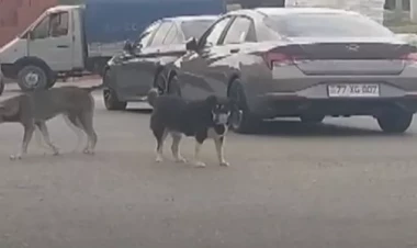 Masazırda sahibsiz itlər sakinlərə hücum edib... - VİDEO