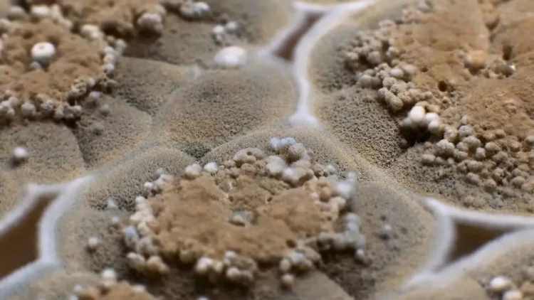 Evdə nəmlik və kifə qarşı 7 effektli bitki - Ekspert məsləhəti ilə