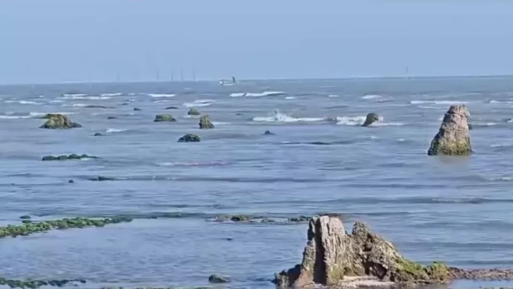 Azərbaycanda dəniz geri çəkildi, meşə zolağı ortaya çıxdı - FOTO