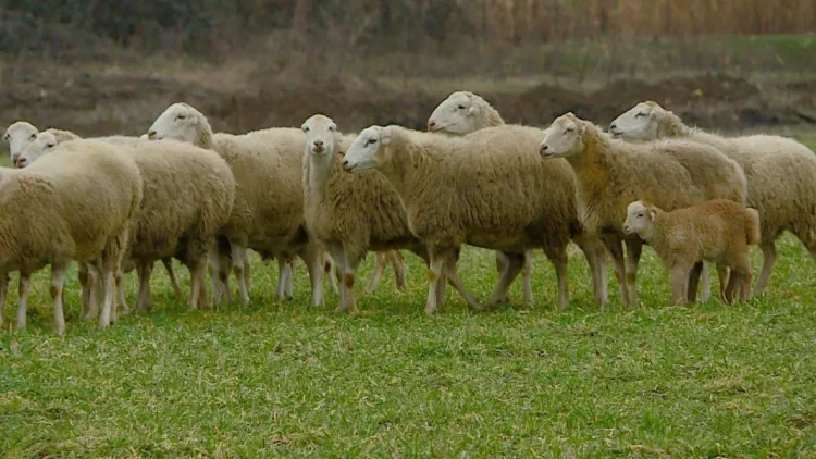 Heyvanı qamçı ilə döyən çoban məsuliyyətə cəlb edildi - FOTO
