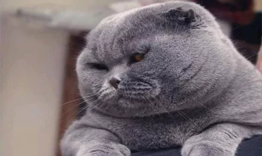 2 milyon pişiyi öldürəcəklər - Quşları yeyir deyə