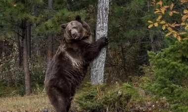 Bu kənddə qonaqlara ayı əti yedirirlər
