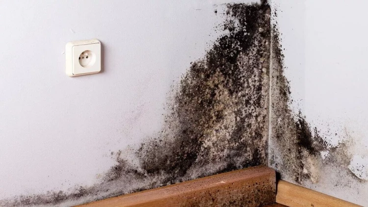 Məhlulu divara çəkin və 20 dəqiqəyə kif tamamilə yox olur