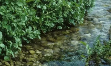 Nə çuğundur, nə brokoli, nə də ispanaq: Dünyanın ən sağlam tərəvəzi açıqlandı