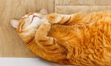 Pişik sahibini yanğından xilas etdi