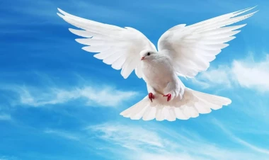 Göyərçin hara uçacağını necə bilir? - Alimlər qulağında görün nə tapdı