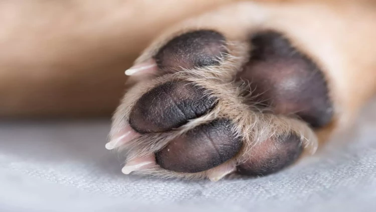 Yeni infeksiya yayılır - İtlərdən keçir