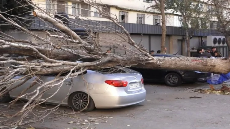 Bakıda irigövdəli ağac maşının üzərinə aşdı: Xəsarət alan var