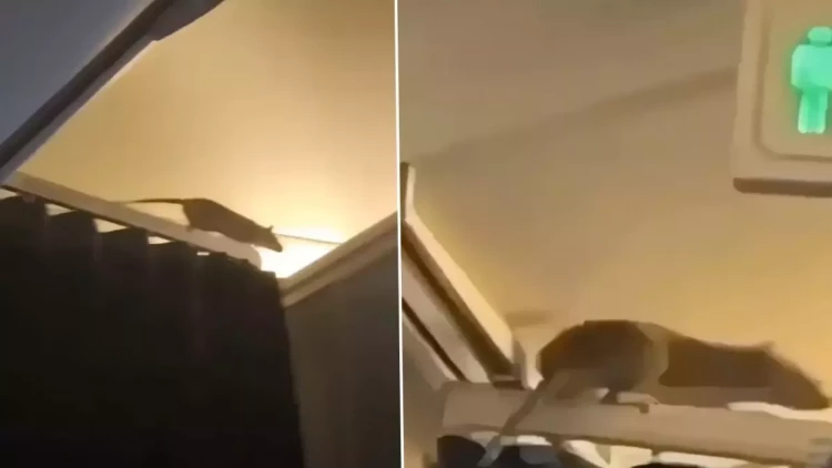 Təyyarəyə siçan girdi, uçuşu dayandırıb 36 saat onu axtardılar