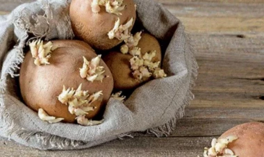 Kartof tez cücərir? - Bu üsullarla aylarla təzə saxlayın