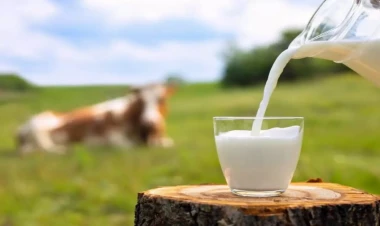 Dabaq xəstəliyi kənd süd satışına necə təsir etdi? - AÇIQLAMA