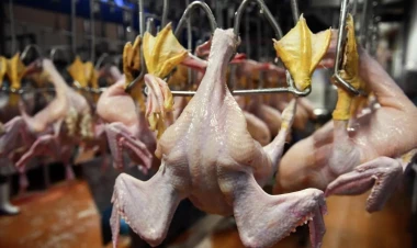 Bu toyuqları almayın  - AÇIQLAMA