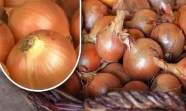 Soğanların yazadək cücərməməsi üçün sadə üsul