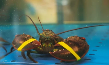 Lobsterləri diri qaynatmaq qadağan edildi