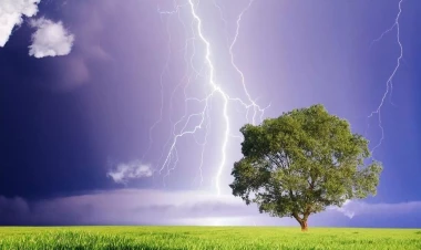 Evin hüzurunu qaçıran ağaclar: Mütəxəssislərdən ciddi xəbərdarlıq