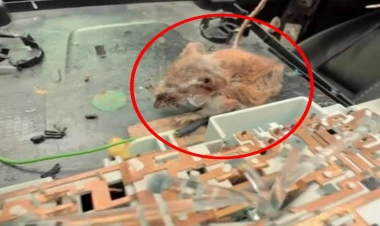 ABŞ-dən gələn maşından görün nə çıxdı - VİDEO