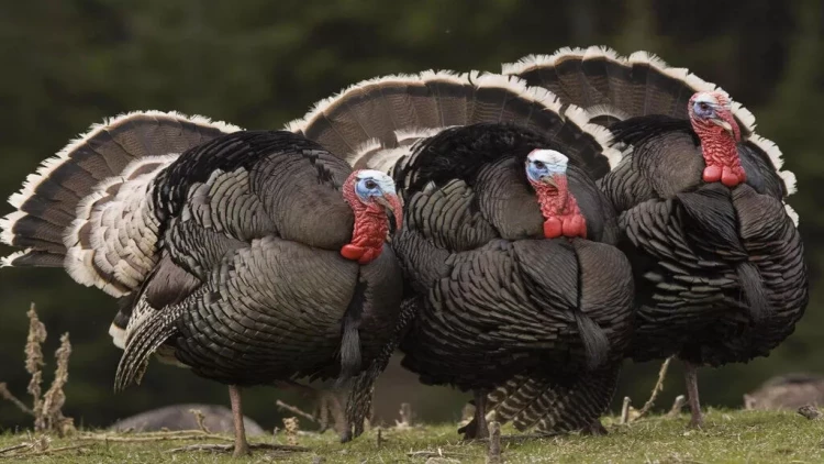 Bayramqabağı hinduşka ətinin qiymətində artım gözlənilir?