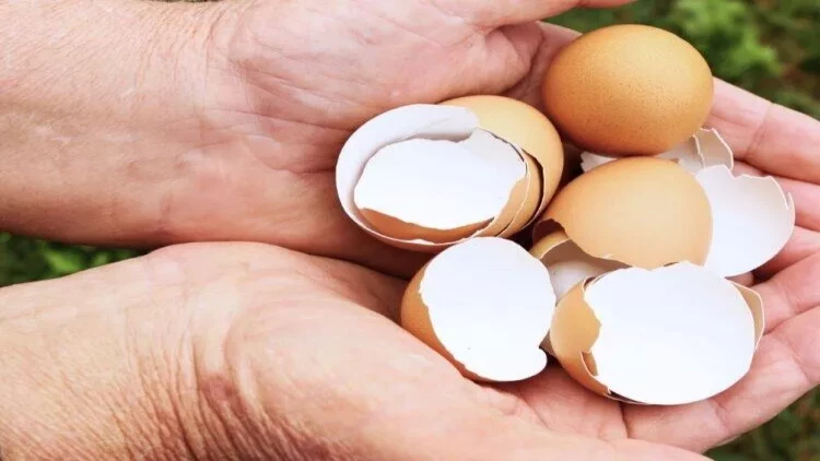Yumurta qabıqlarını atmayın: Böyük xərcdən xilas olun