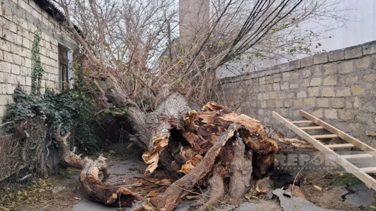 Bakıda güclü külək ağacı elektrik xəttinin üzərinə AŞIRDI - FOTO