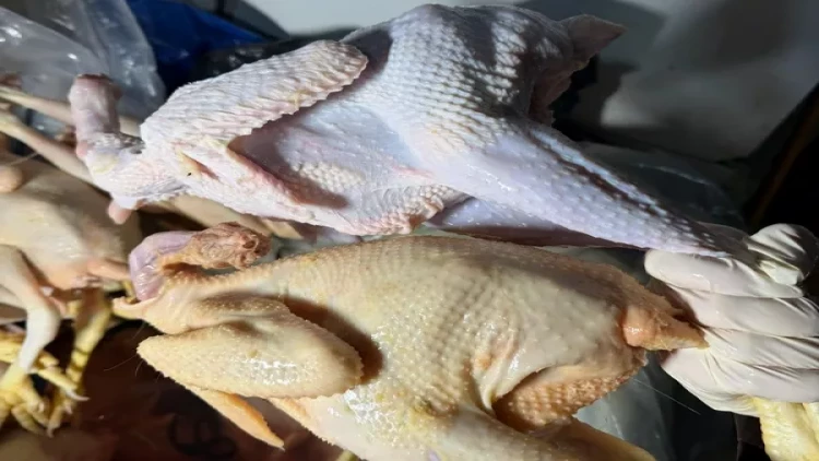 Sintetik maddə ilə rəngləyib 