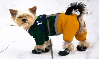 Qışda heyvanlara paltar geyindirmək lazımdır? - Açıqlama