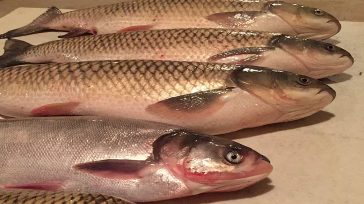 Balıq qiymətləri kəskin artdı