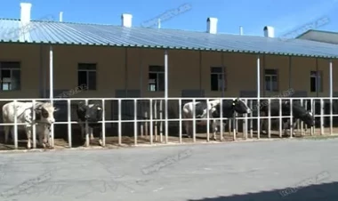 Şamaxı və Göyçay heyvan satışı bazarları açıldı