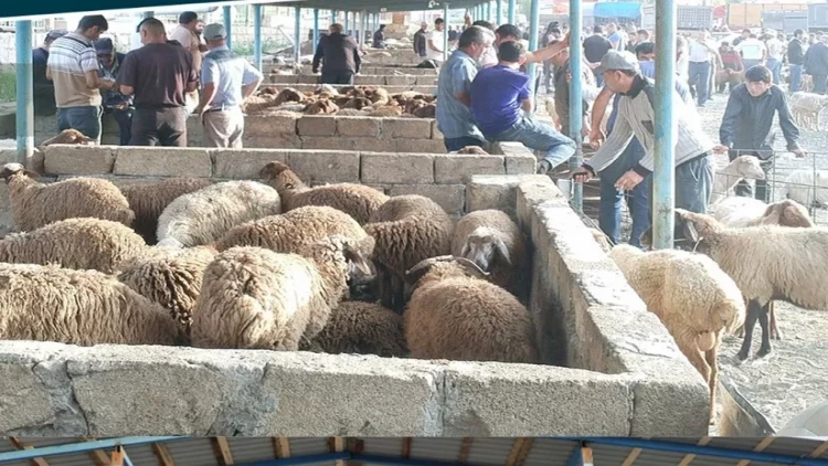 Şamaxı və Göyçayda heyvan satışı bazarları açıldı